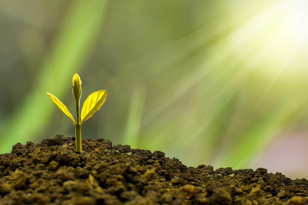 Imagem mostra uma planta nascendo, representando um investimento bem no início.