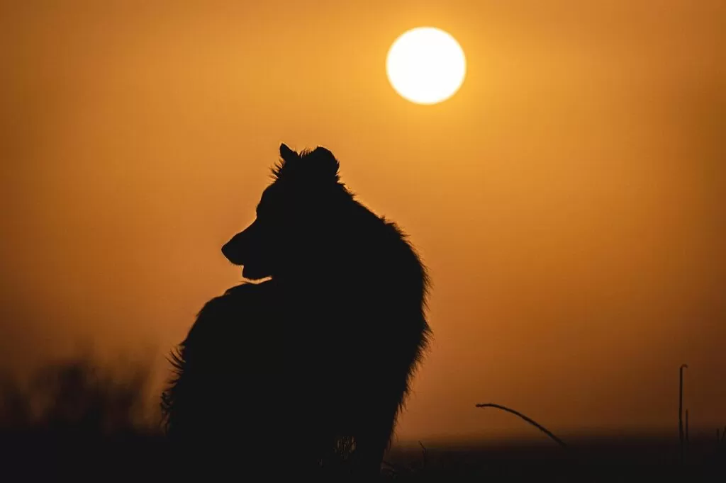 Imagem mostra a silhueta de um cachorro ao entardecer.