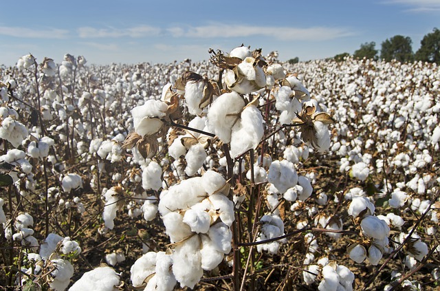 Foto plantação de algodão