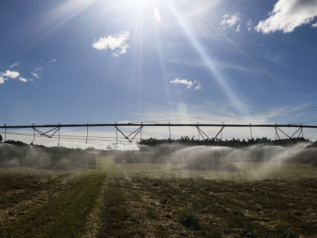 Plantação de Café; os Fiagro, fundos ligados ao agronegócio, vem colecionando bons resultados