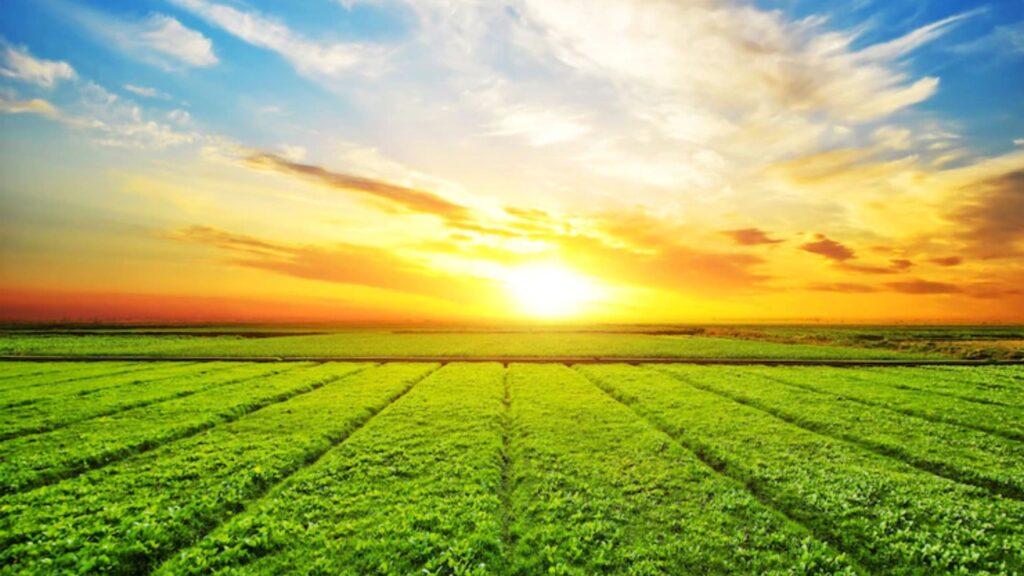 Pôr do sol com uma plantação agrícola em destaque