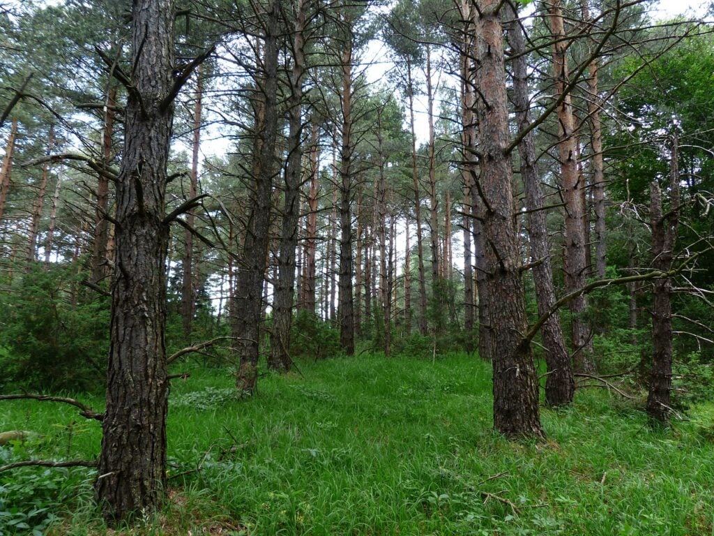 A imagem mostra uma floresta.