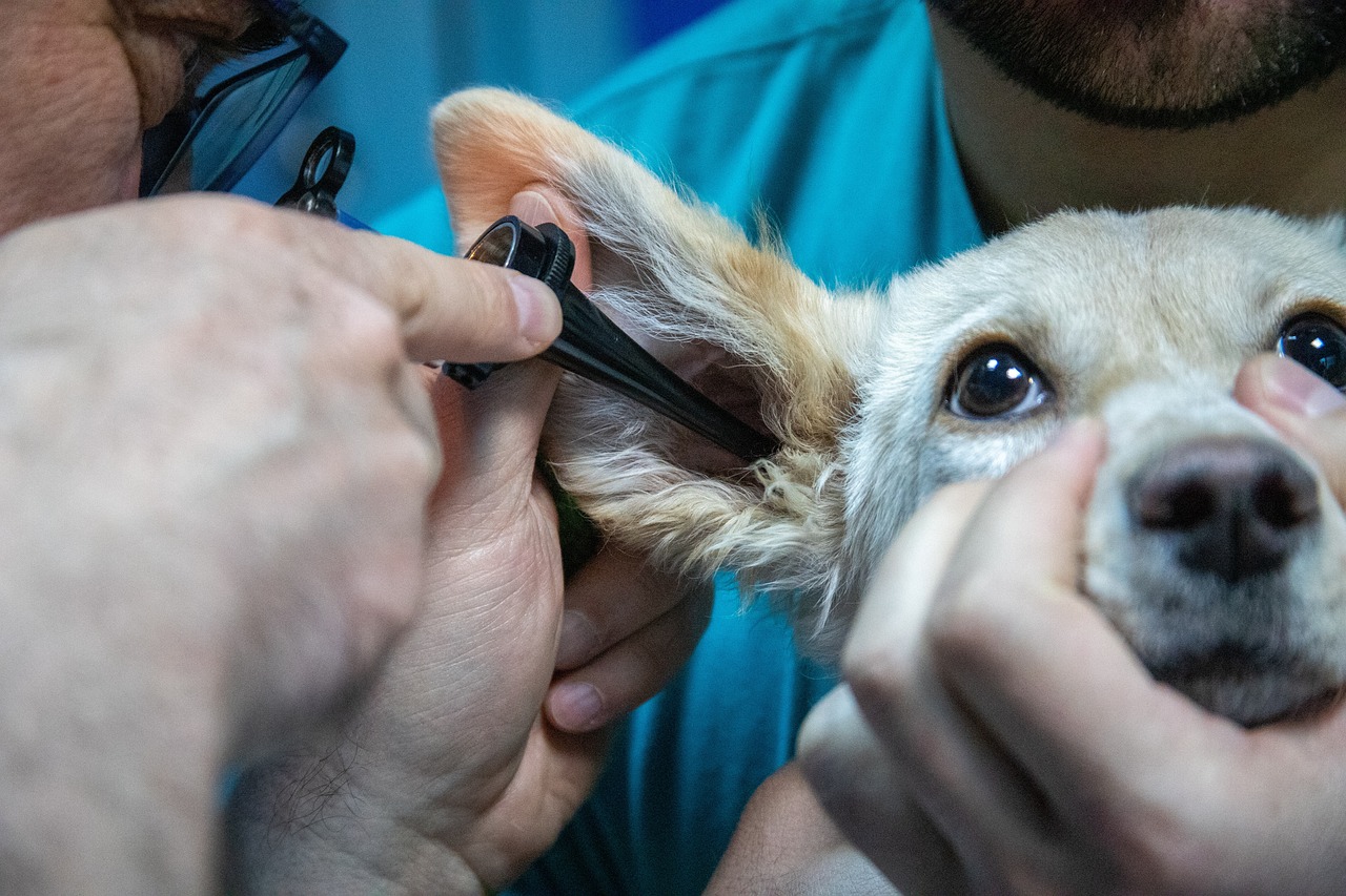 Imagem mostra um atendimento veterinário em um cachorro.