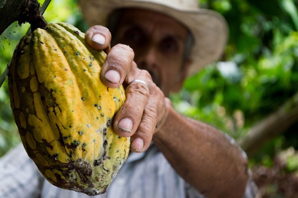 Páscoa. Homem colhendo o fruto do cacau.