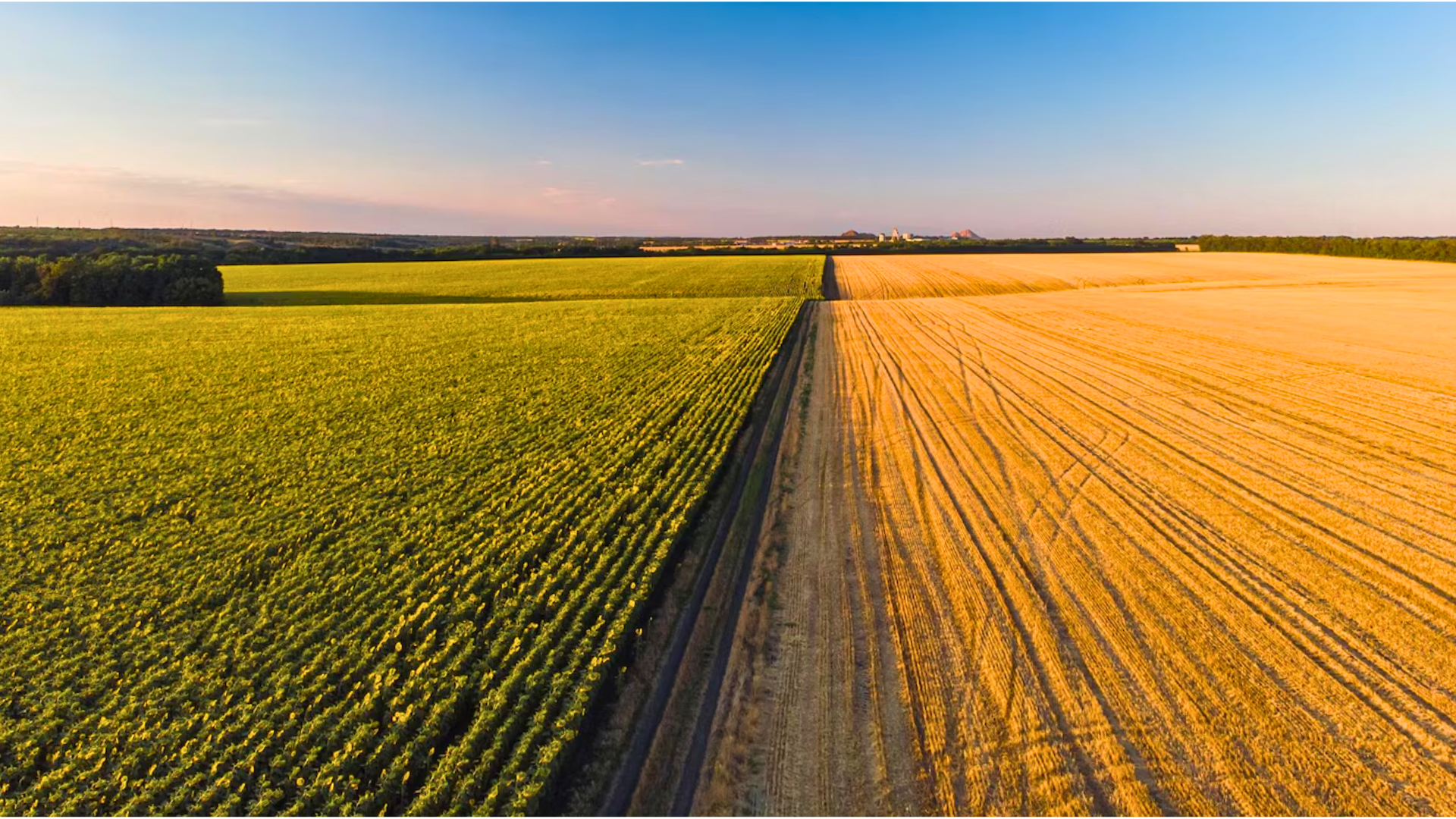 Campos agrícolas coloridos de cima de centeio e milho de trigo girassol