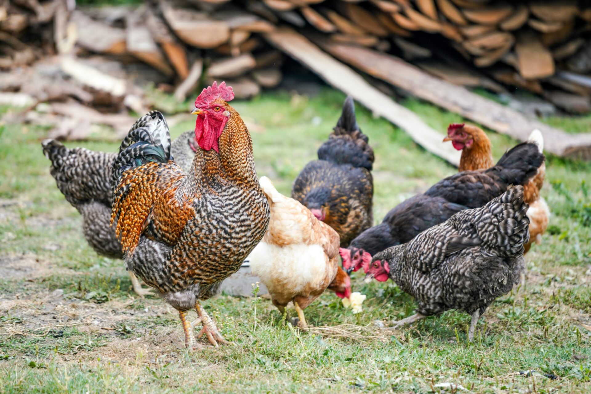 Exportações de frango: quais empresas são afetadas com suspensão