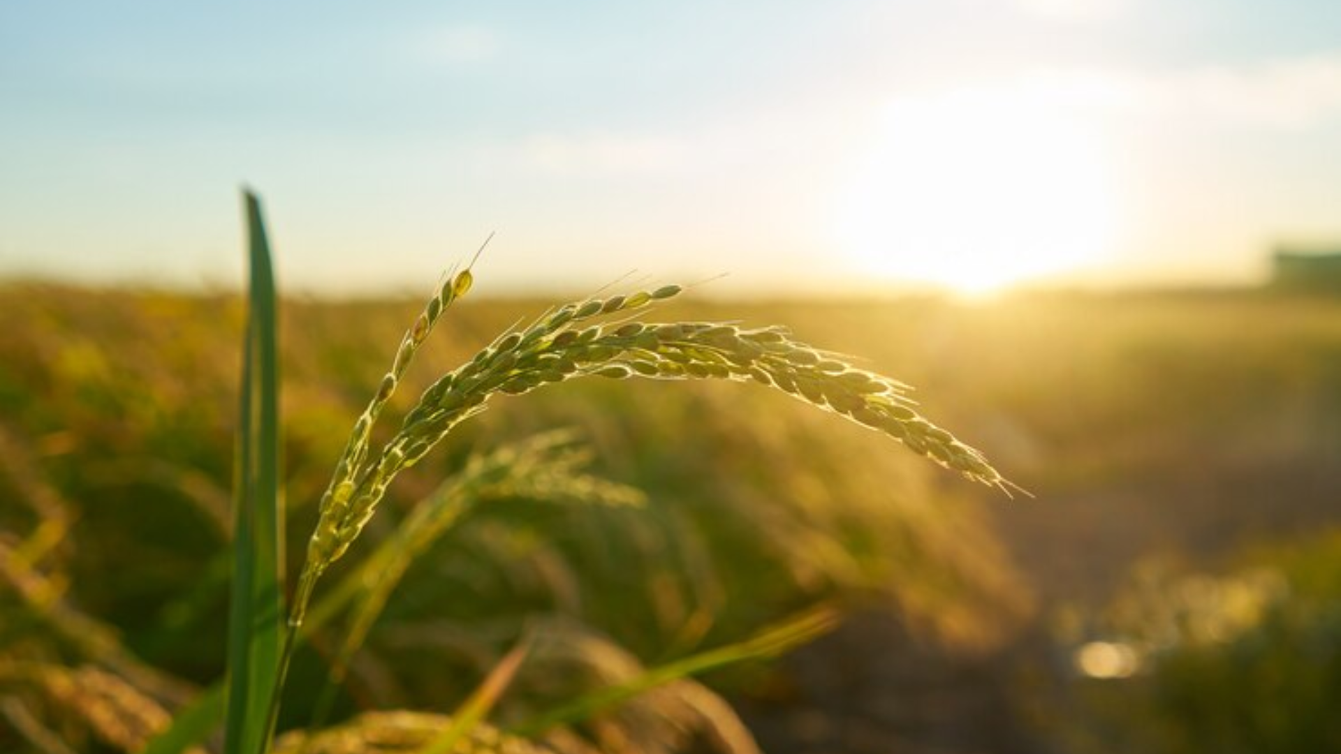 Planta de trigo para representar exportações do agronegócio