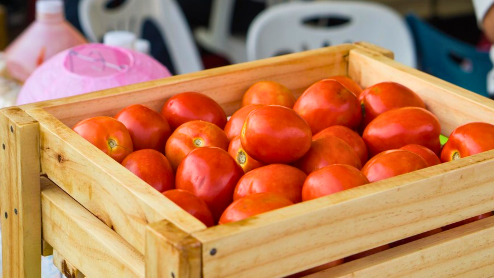 Tomate, um dos principais vilões do IPCA-15 de janeiro de 2025