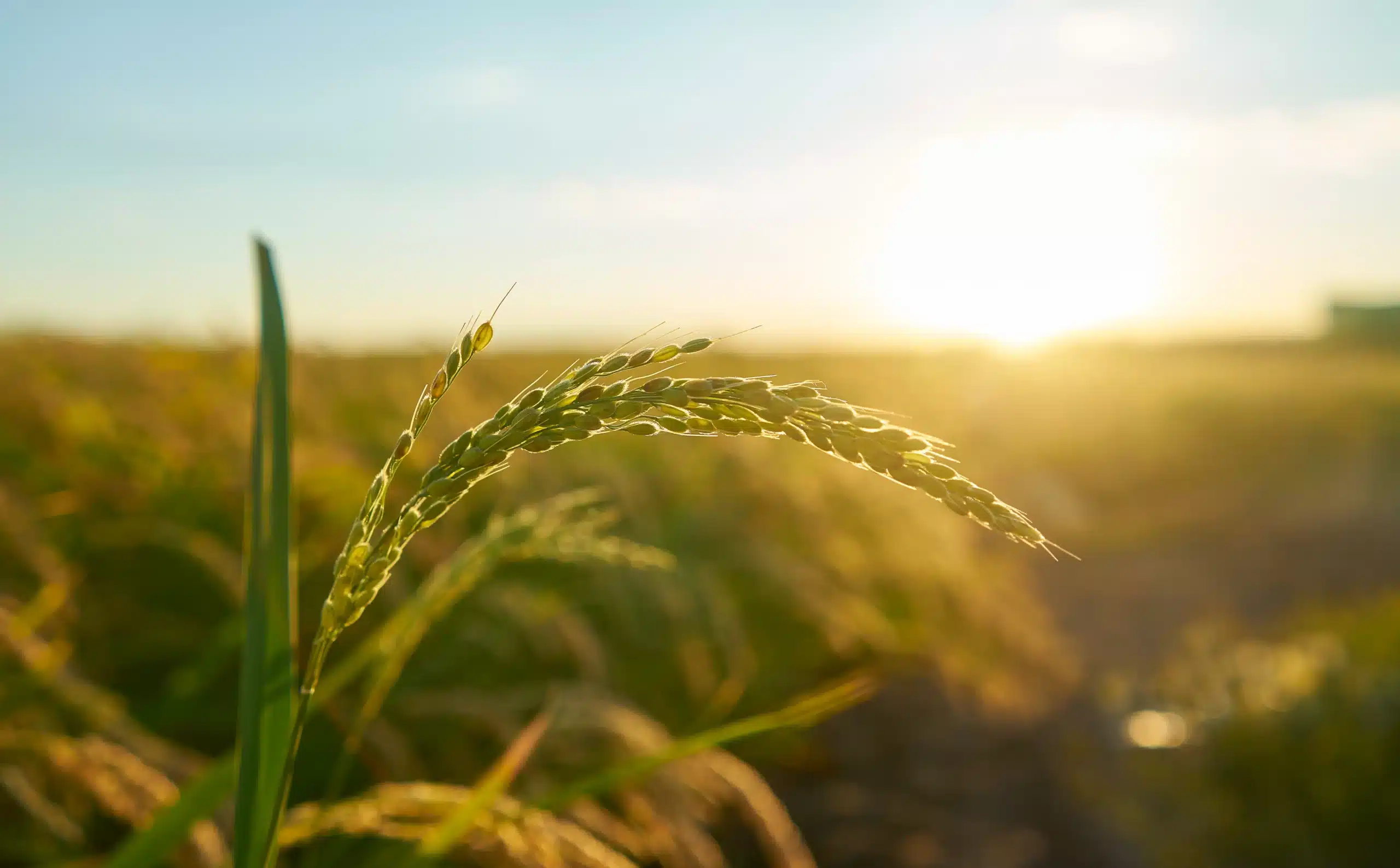 Quais as diferenças entre FIAGRO-FII, FIAGRO-FIDC e FIAGRO-FIP?